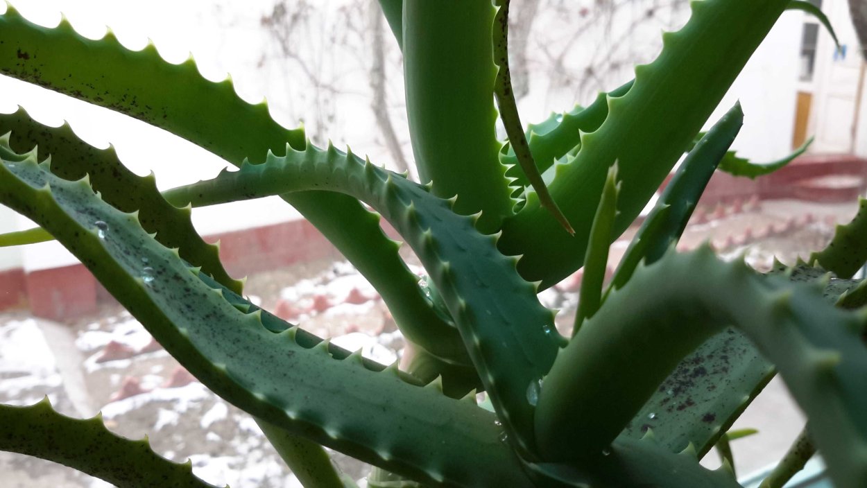 Суккулент Aloe aristata
