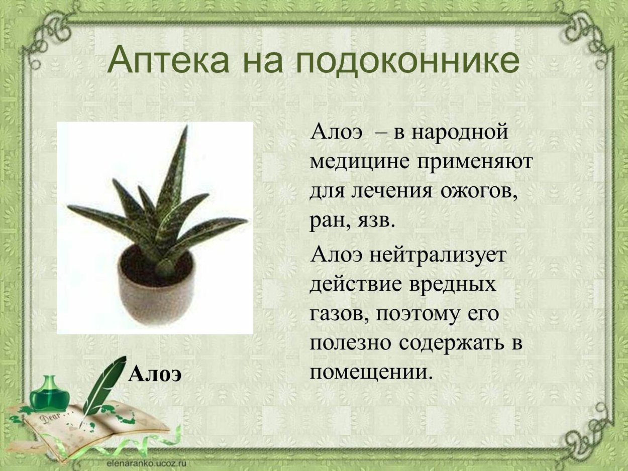Рассказ о комнатном растении