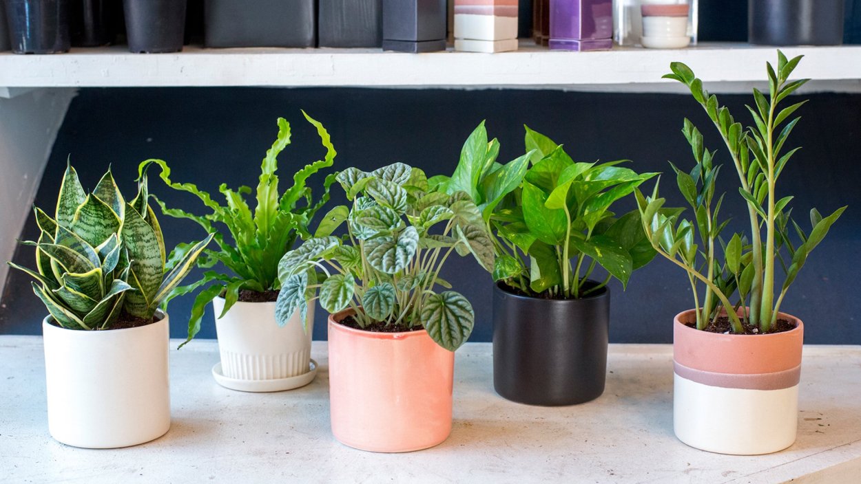 Sansevieria Plant