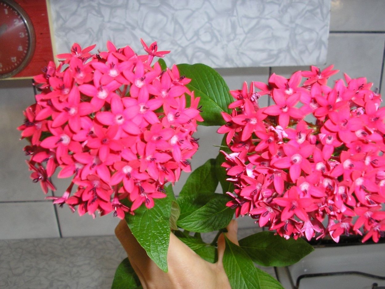 Пентас Lucky Star Deep Pink