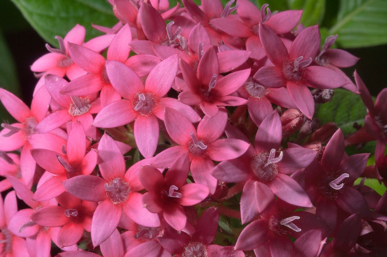 Пентас ланцетовидный (Pentas lanceolata)