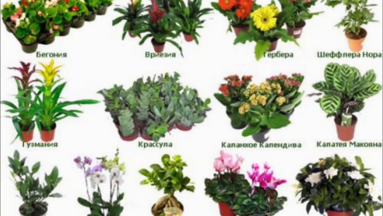 Комнатные растения названия
