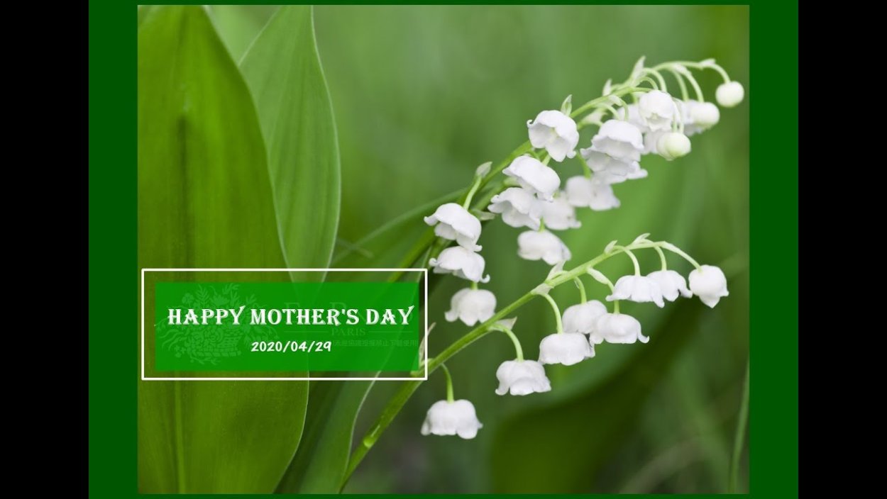 Lily of the Meadow