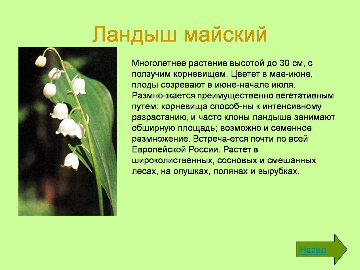 Ландыш Майский венчик
