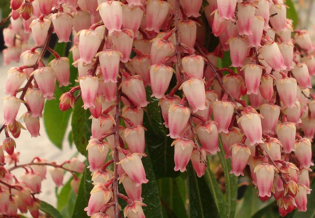 Pieris japonica 'Valley Rose'