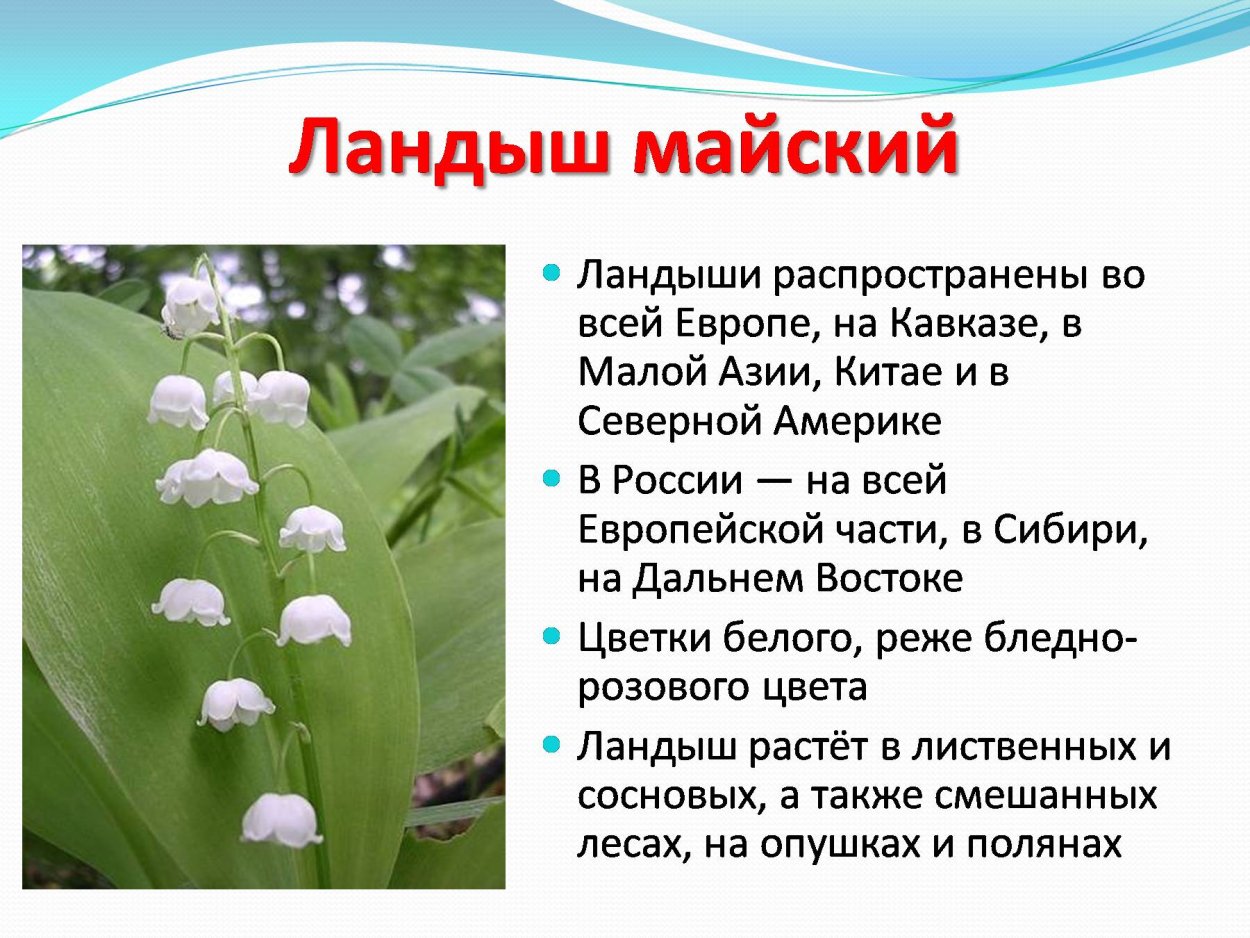Классификация Ландыш Майский по биологии