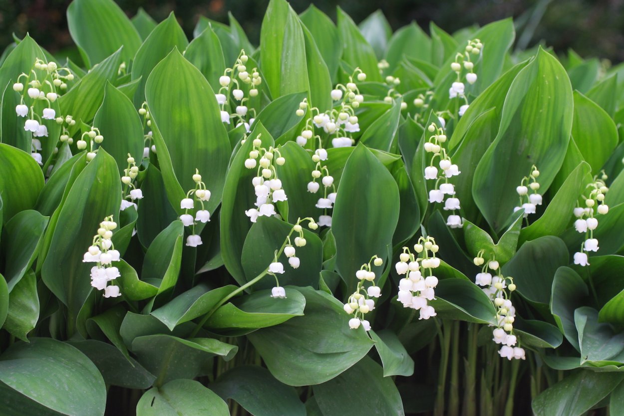 Этимология Convallaria.