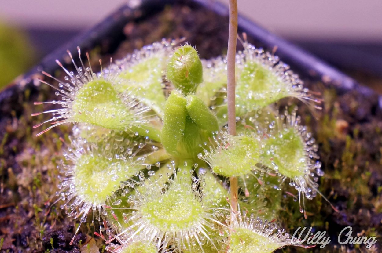 Росянка Бурмана (Drosera burmannii)