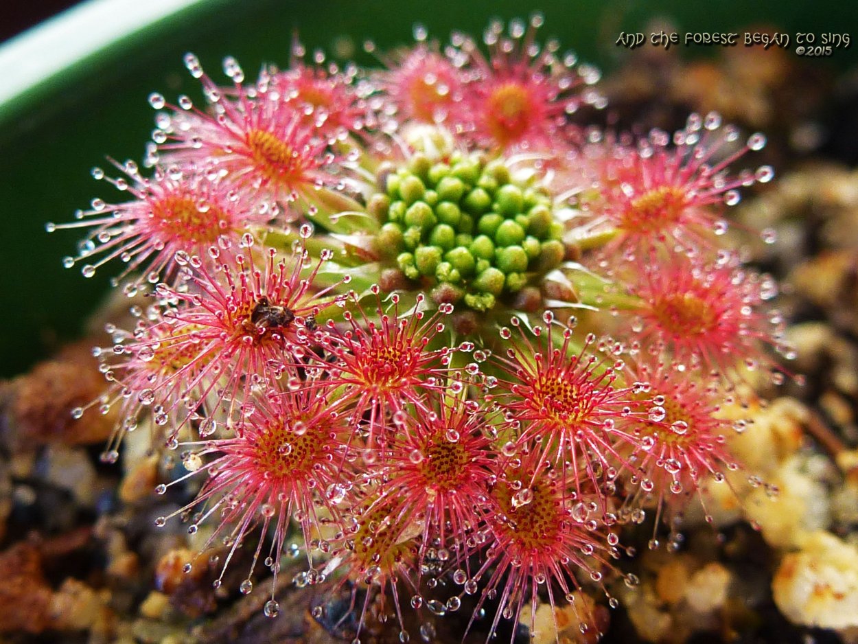 Pilot Sundew