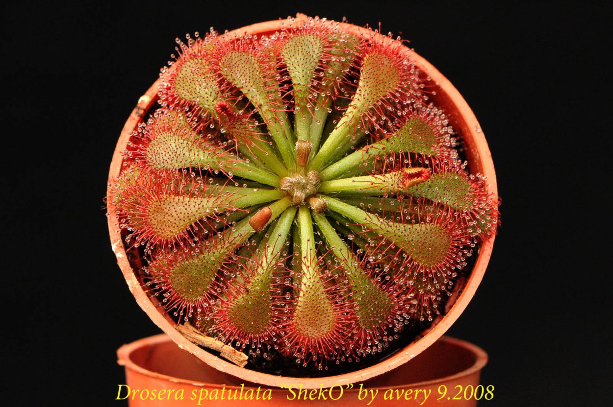 Шпательная росянка (Drosera spatulata)