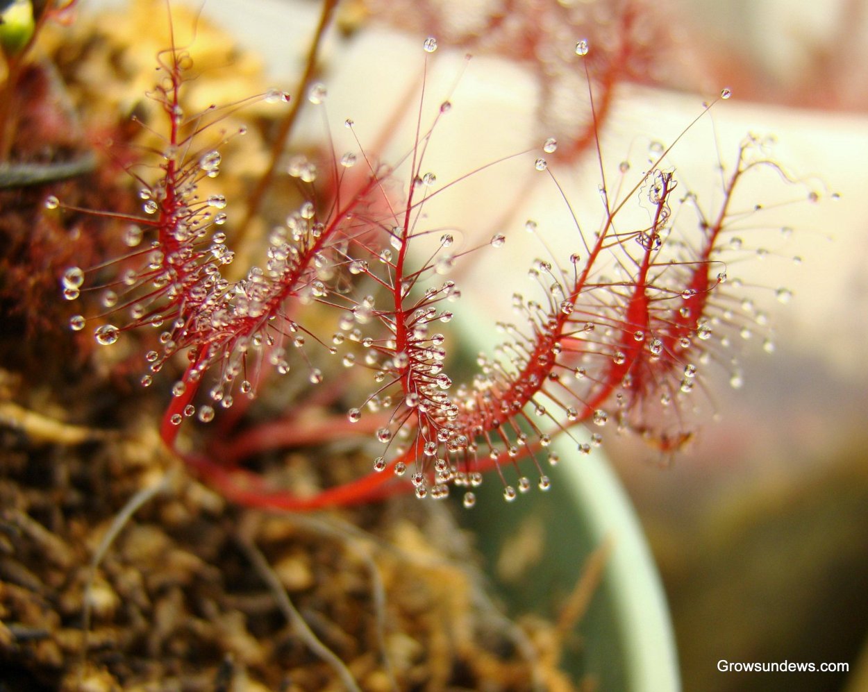 Drosera Binata