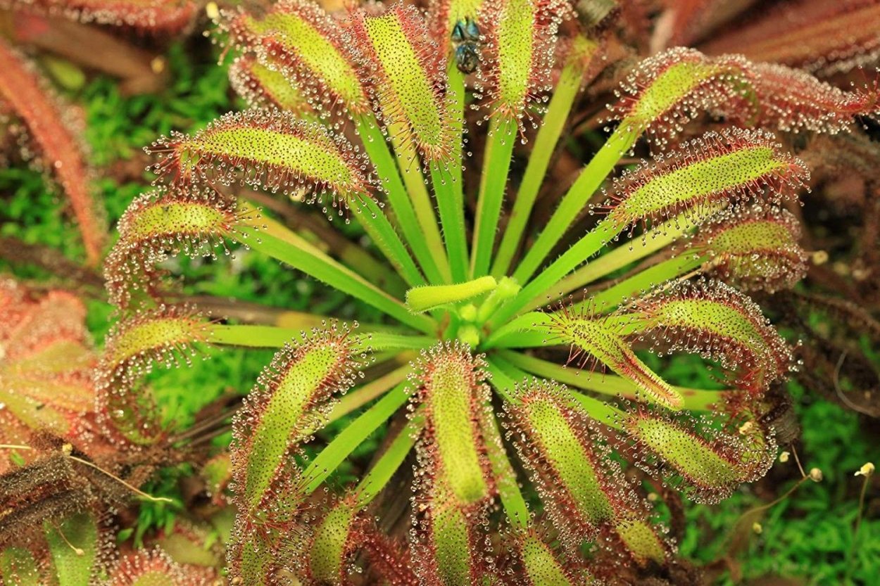 Росянка capensis