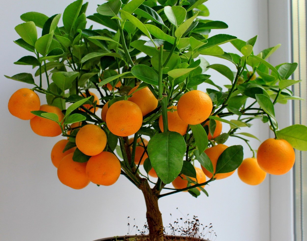 Апельсиновое дерево комнатное