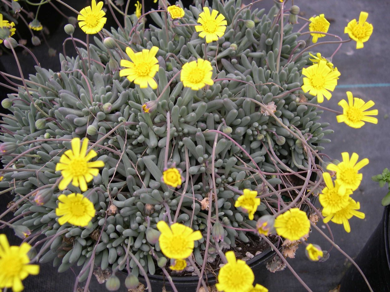 Оттона мясистая (Othonna capensis)