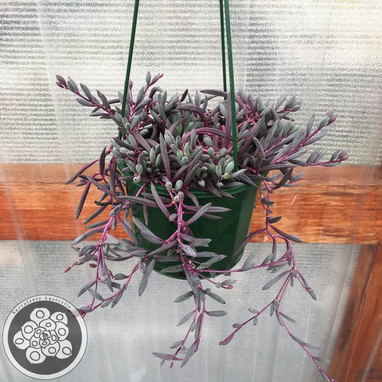 Othonna capensis Ruby