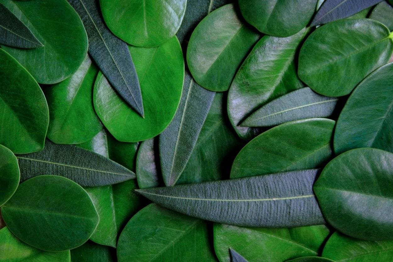 Фикус Brown leaves