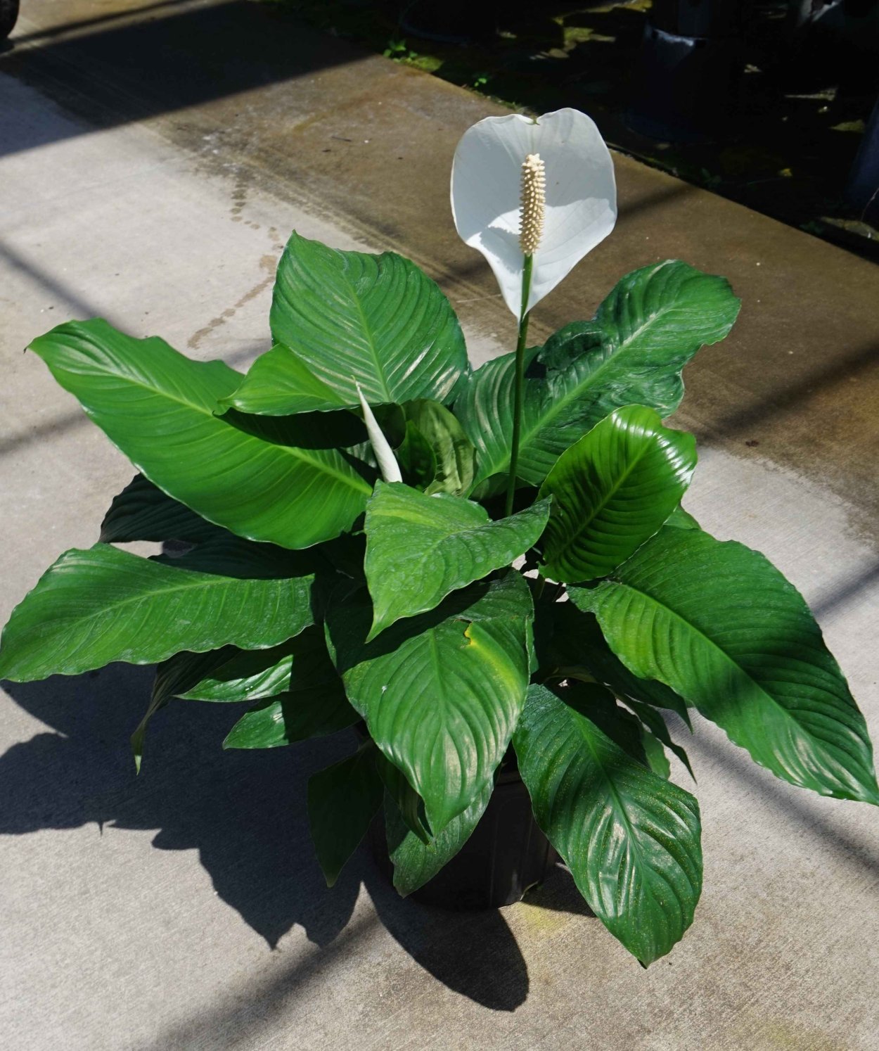 Спатифиллум обильноцветущий Spathiphyllum floribundum