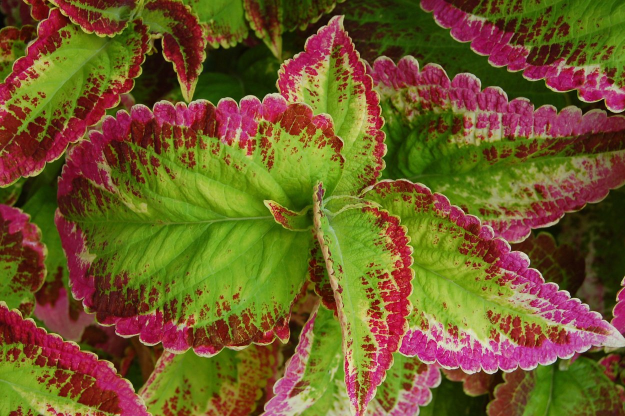Колеус Coleus Combat