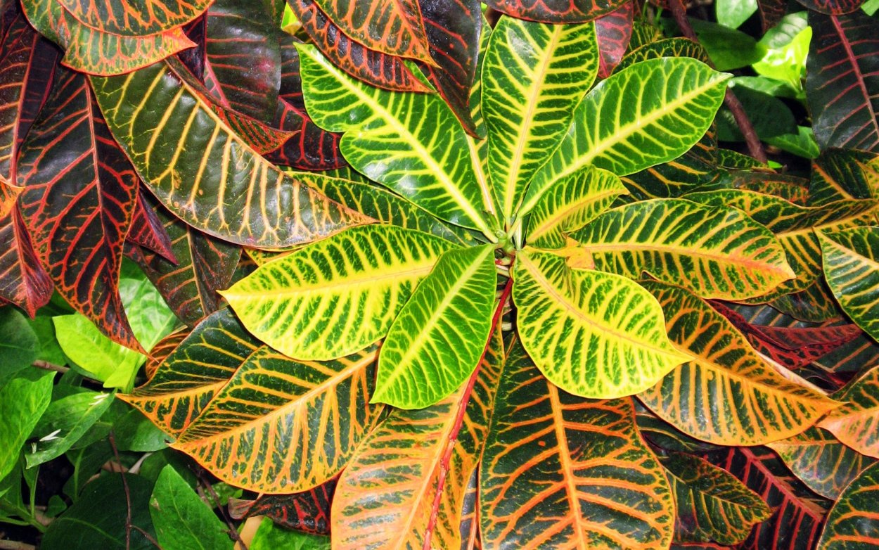 Домашнее растение с разноцветными листьями