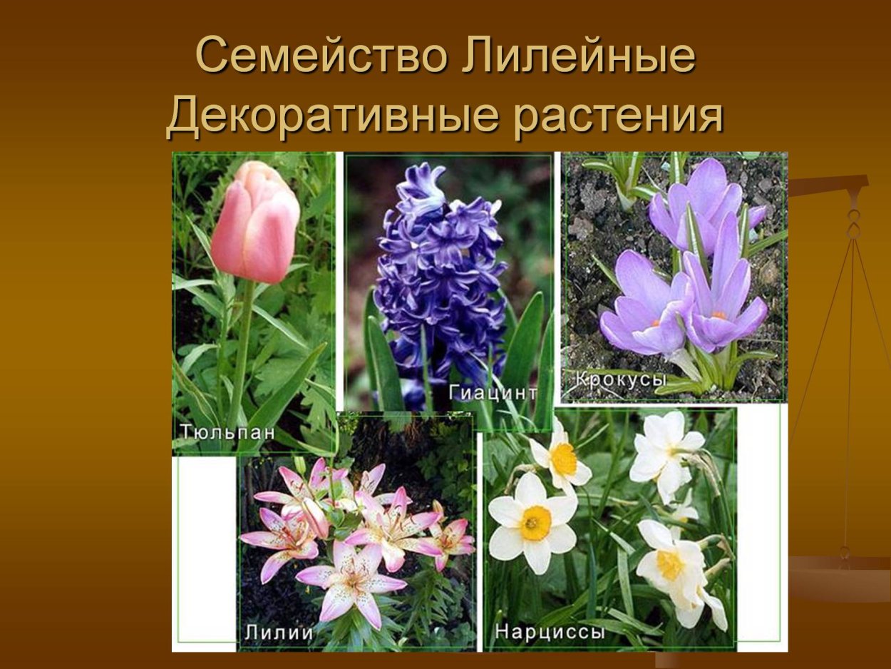 Царство Лилейные