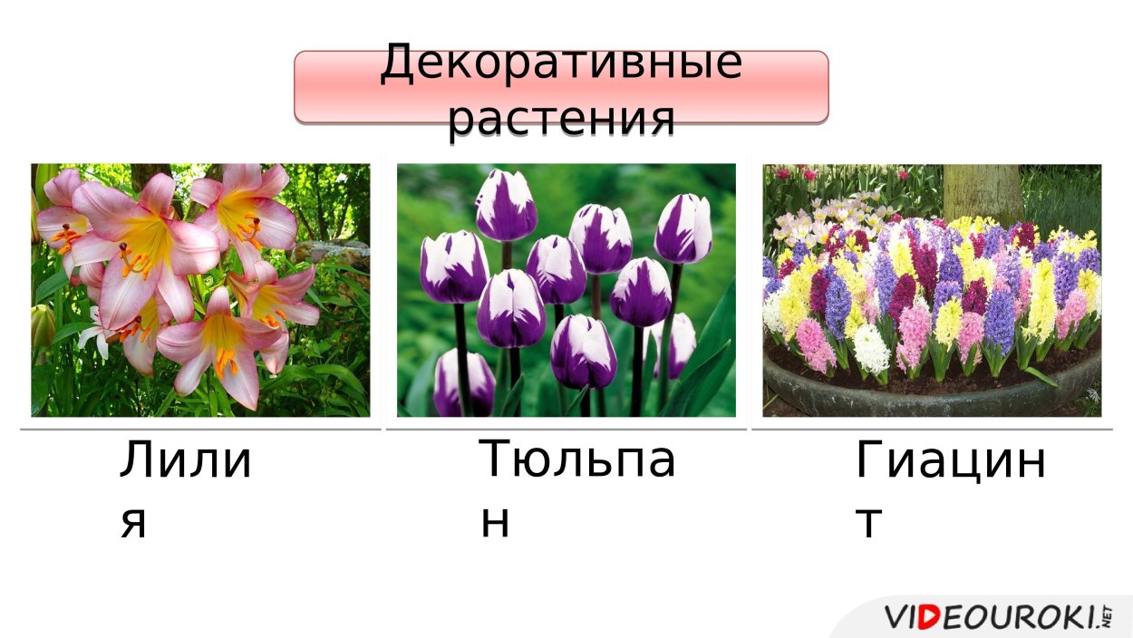 Декоративные растения семейства Лилейные