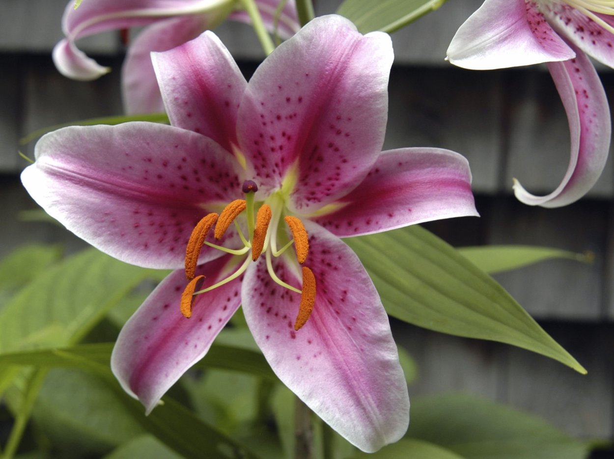 Stargazer Lilies