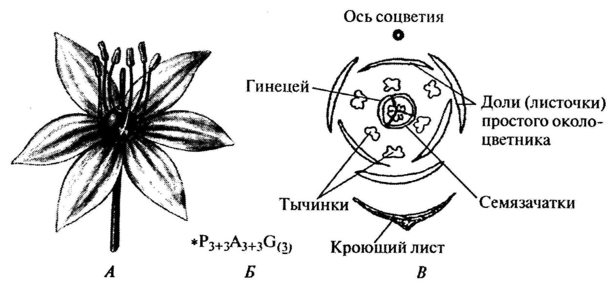 Семейство Лилейные диаграмма цветка