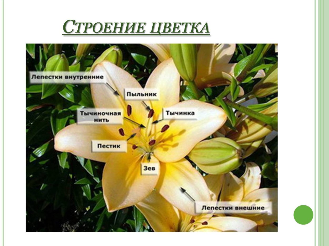Формула цветка Лилия 6 класс биология
