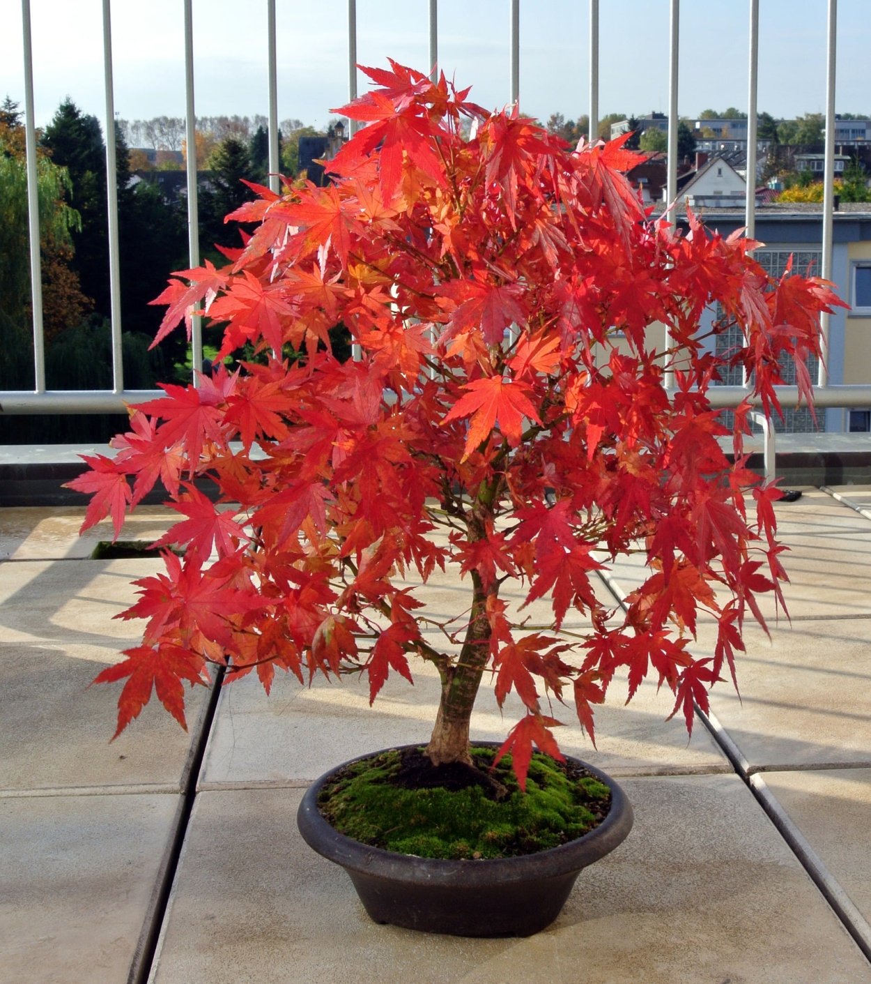 Клен Acer palmatum Atropurpureum