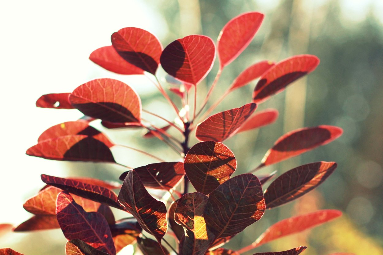 Дерево с красными круглыми листьями