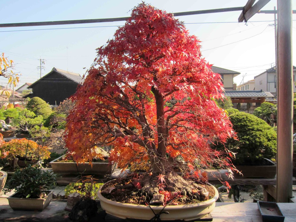 Японский клен бонсай
