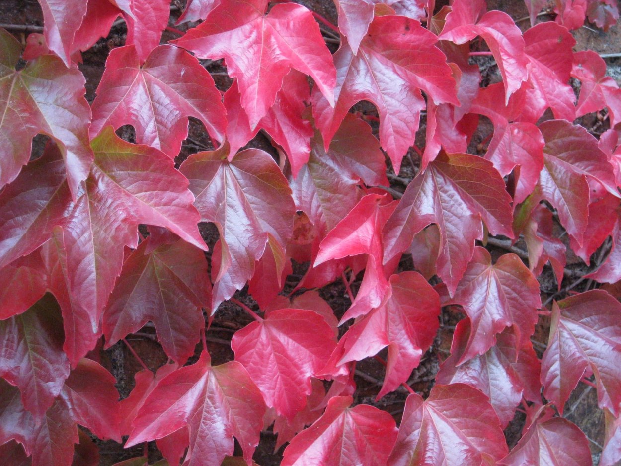 Красный плющ