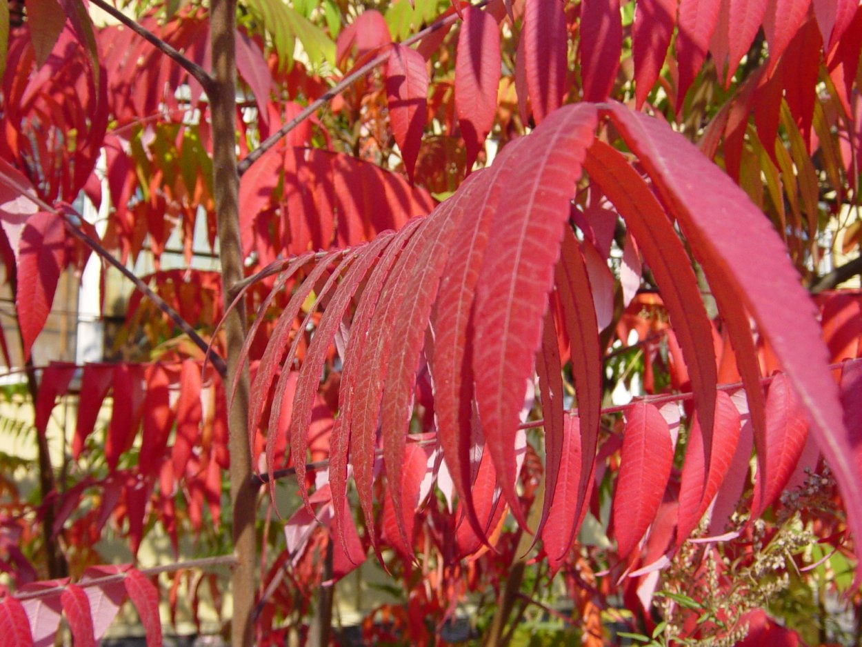 Дерево с красными листьями