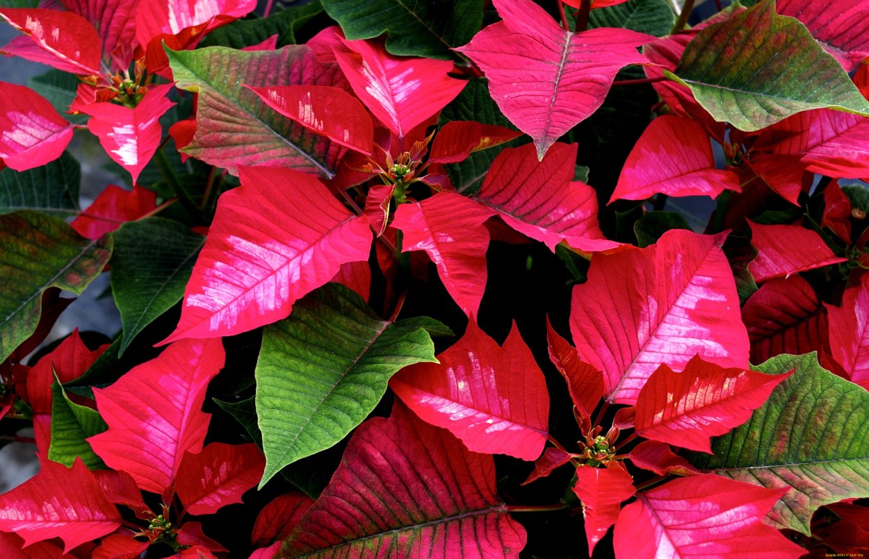 Перец острый пуансеттия Poinsettia