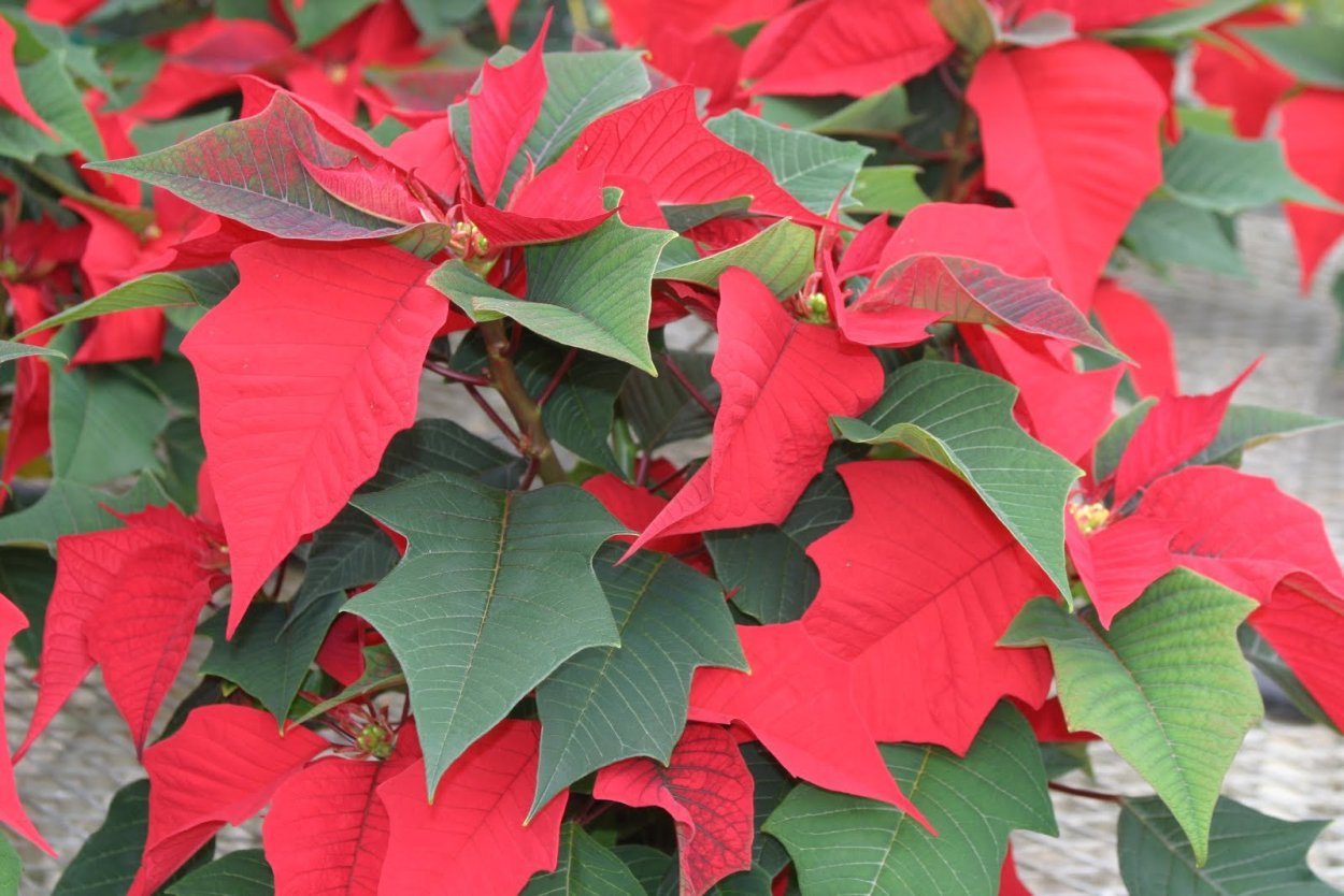 Пуансеттия листья