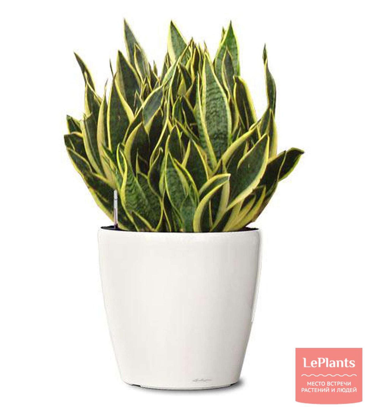 Сансевиерия Snake Plants