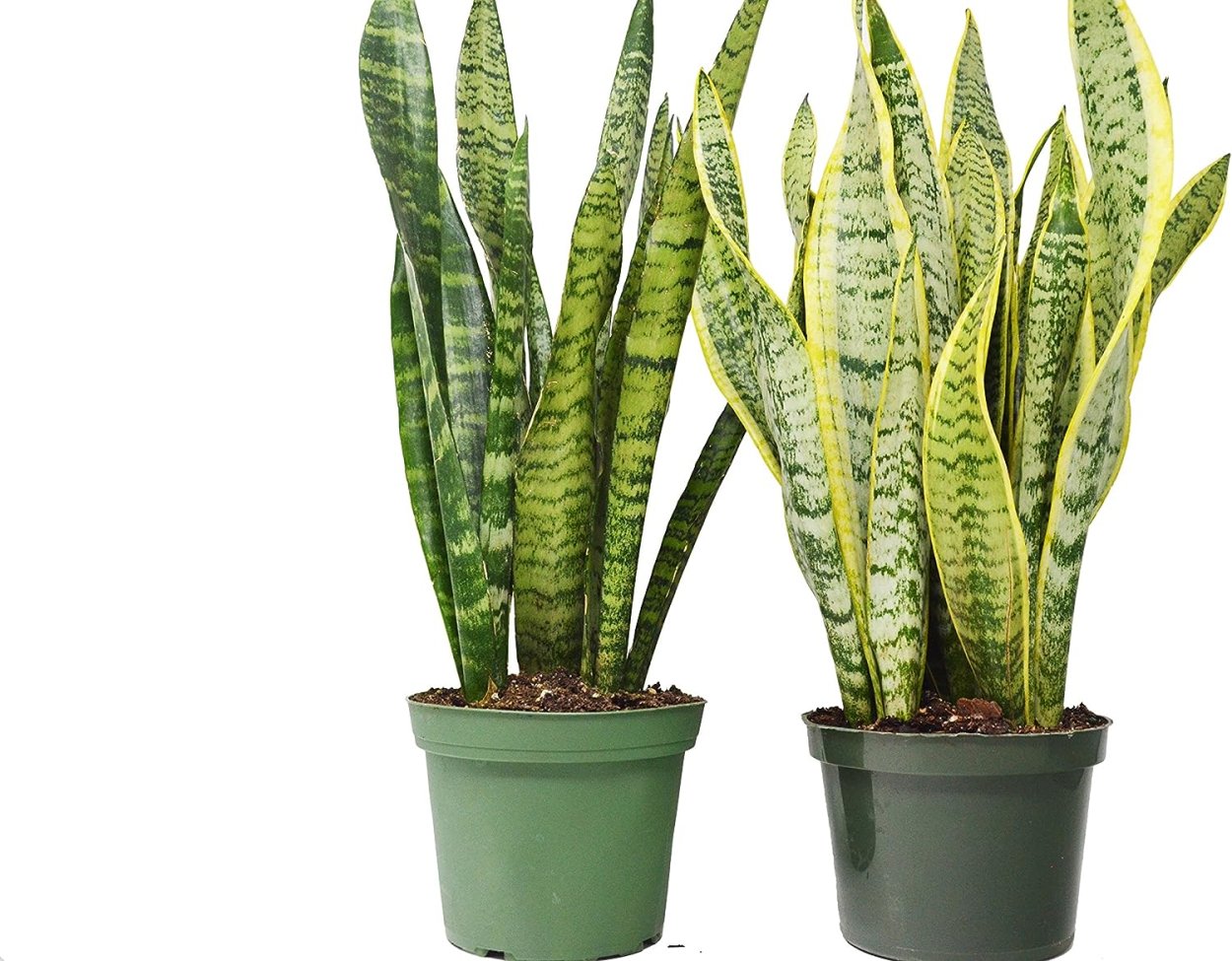 Сансевиерия красная. Сансевиерия Гиацинтовая Sansevieria hyacinthoides. Сансевиерия Зейланика Микадо. Сансевиерия Зейланика 17/60. Сансевиерия Зейланика + Лоуренс.