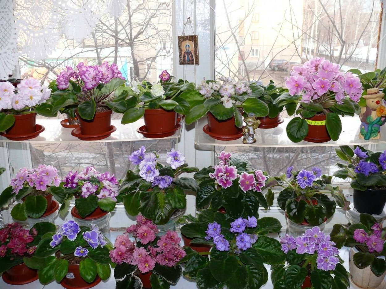 Узамбарская фиалка на подоконнике