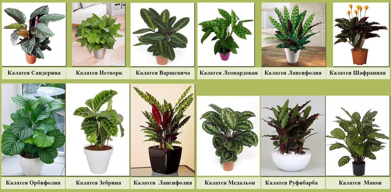 Комнатные цветы с названиями