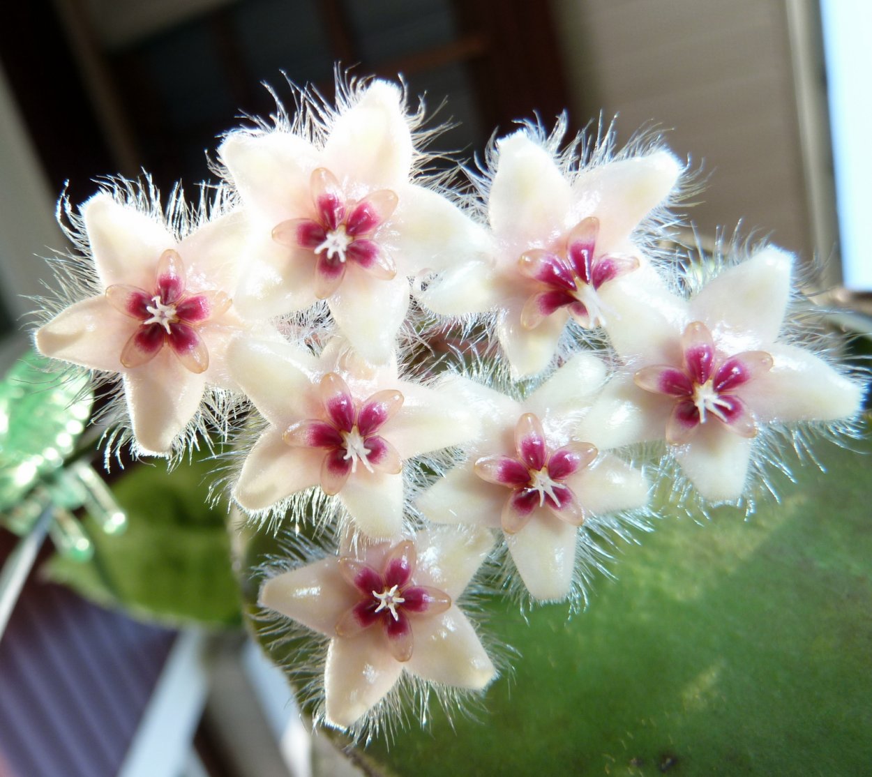 Хойя (Hoya)
