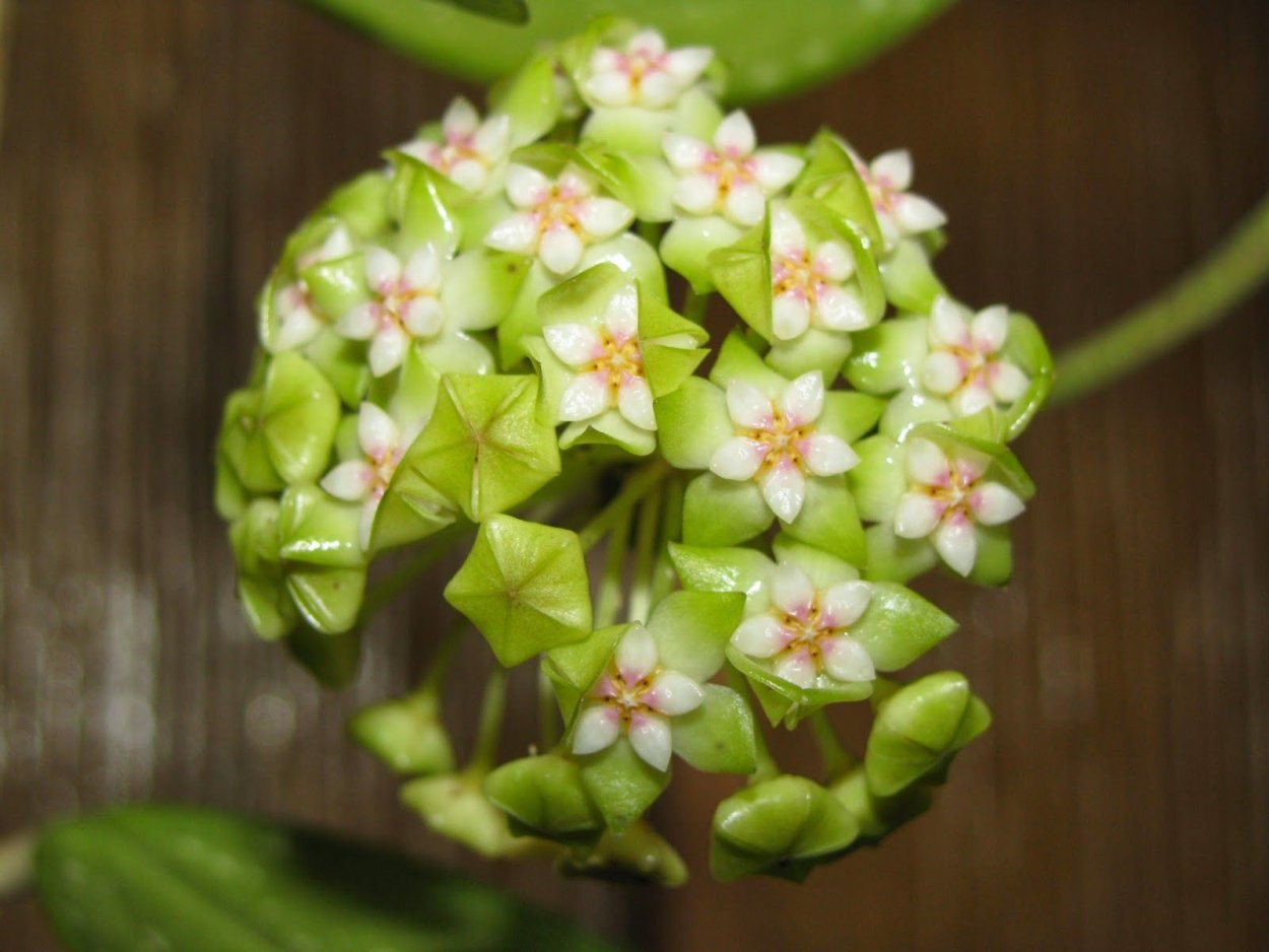 Хойя acuta Yellow Flowers EPC-271