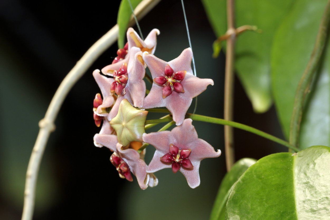 Хойя (Hoya)