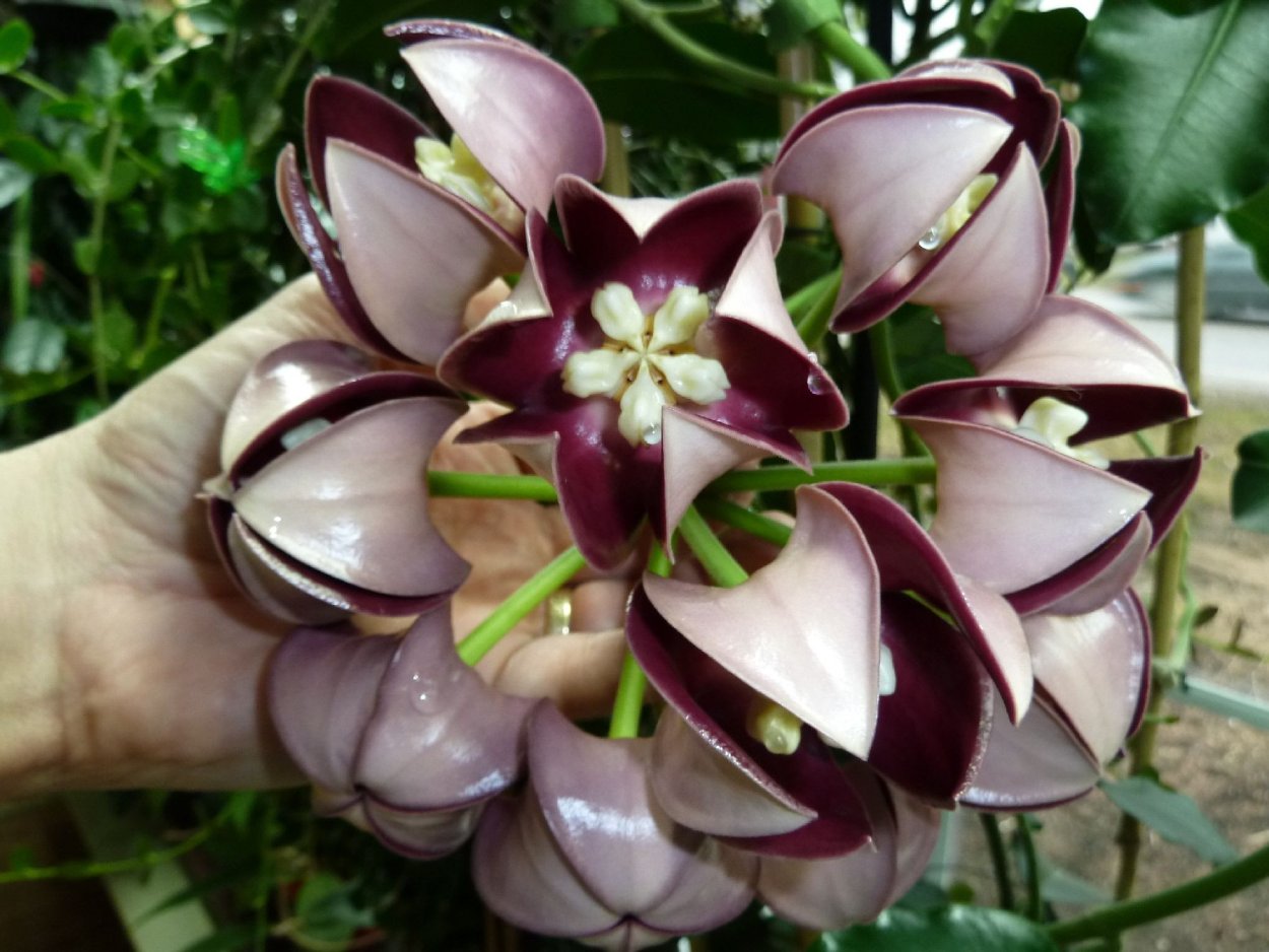 Hoya Flowers
