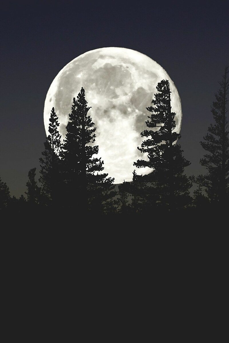 Лунный лес