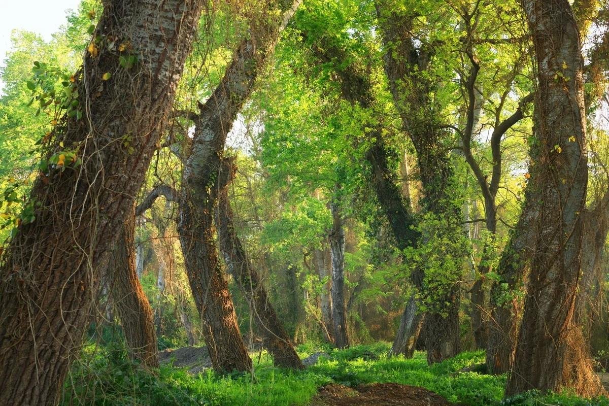 Лиановый лес дагестан