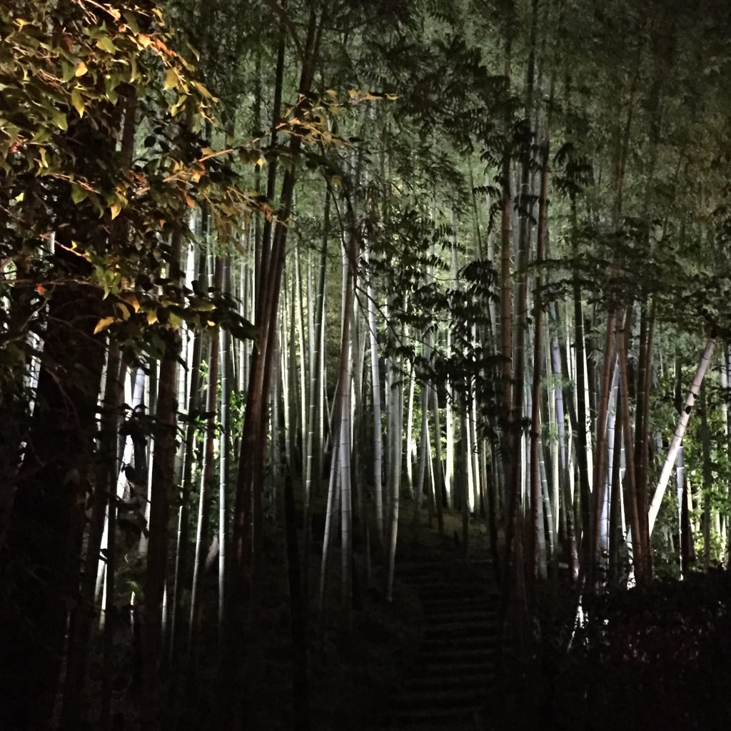 Ночи в бамбуковом лесу