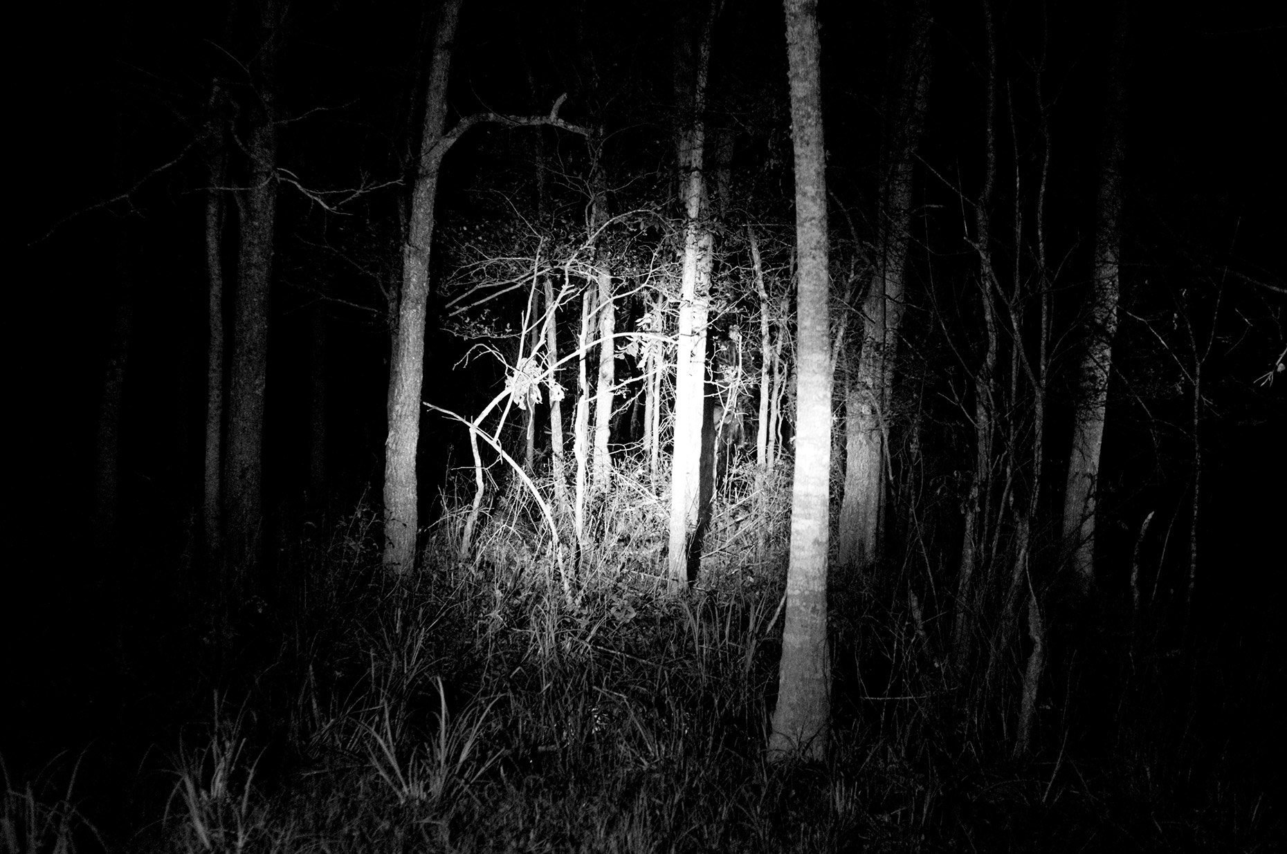 Темный лес ночью - 69 фото