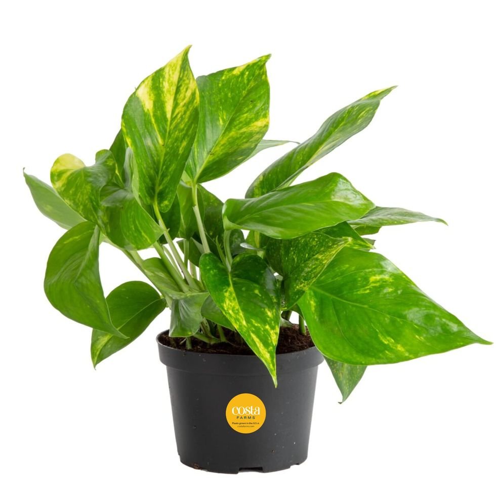 Эпипремнум Golden Pothos