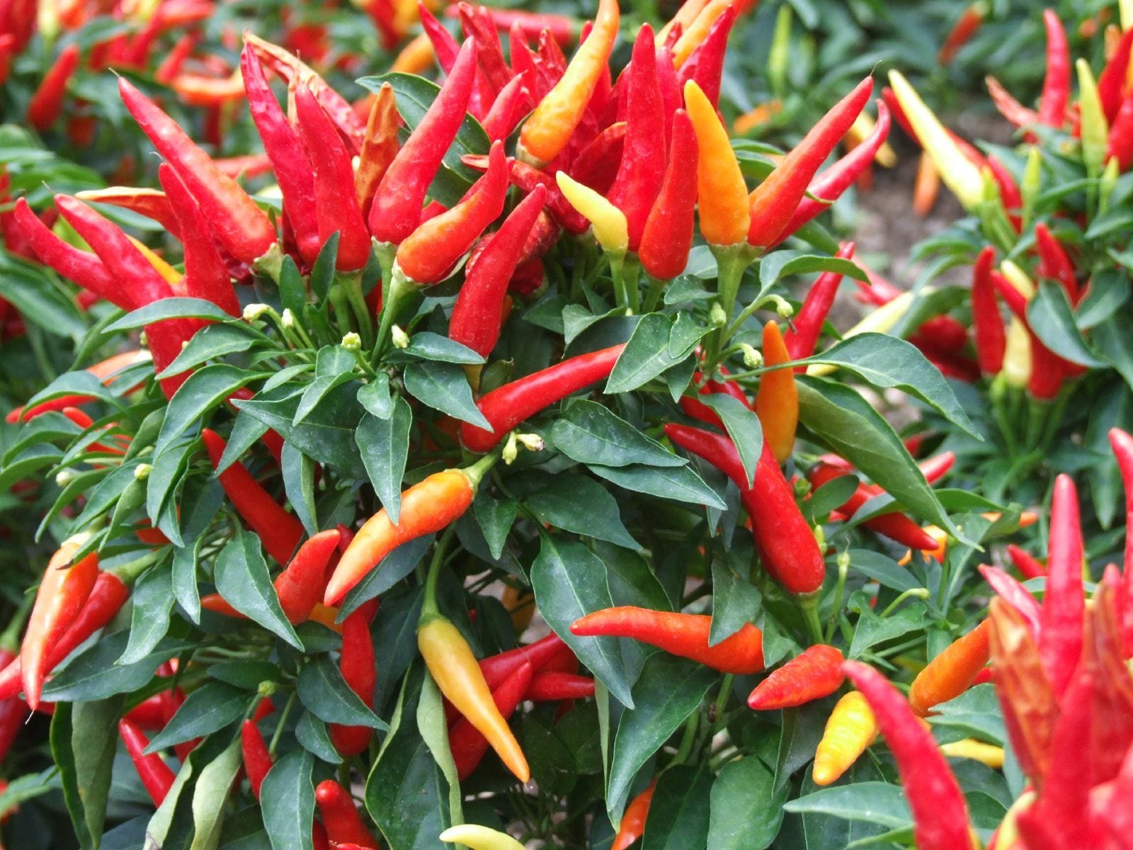 Острый перец в открытом грунте. Перец кайенский (Capsicum annuum). Кайенский перец семена. Хабанеро Чили перец. Перец острый кайенский семена.