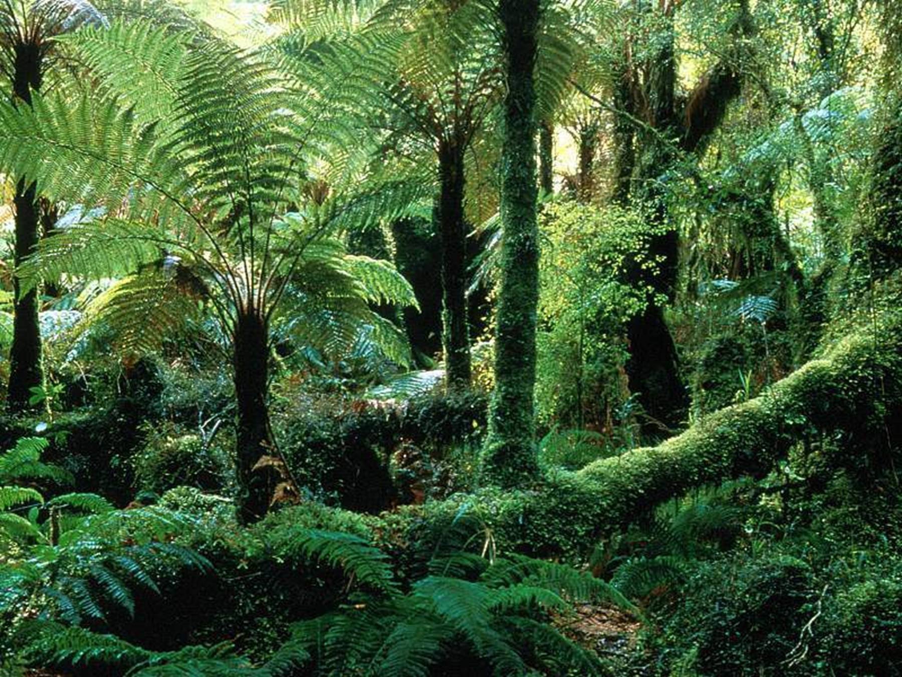 Особенно богаты папоротниками влажные тропические субтропические леса